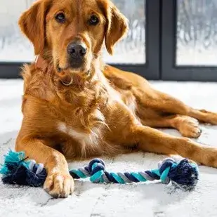 Dog on carpet | CarpetsPlus COLORTILE of Hutchinson